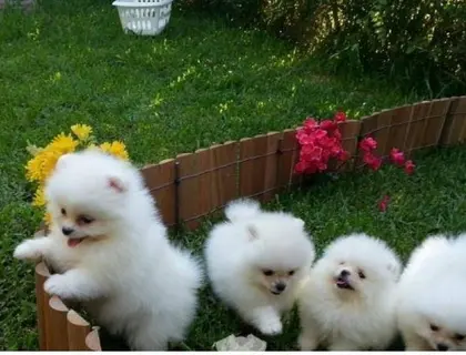 ErhältlichPomeranian Zwergspitz Welpen ZUM VERSCHENKEN.whatsapp Nummer (+37069673271)