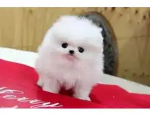 ErhältlichMINI ZWERGSPITZ POMERANIAN BOO WELPEN ZUM VERSCHENKEN.whatsapp Nummer (+37069673271)