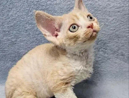 Devon Rex Kätzchen