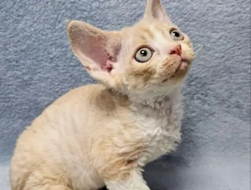 Devon Rex Kätzchen