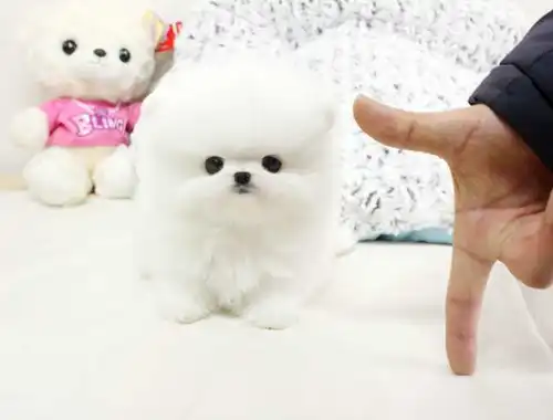 Erhältlich Pomeranian BOO Zwergspitz welpen mit Papieren whatsapp Nummer (+37069673271)