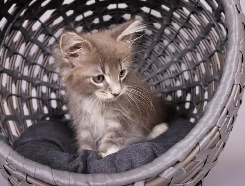 Maine Coon Kätzchen