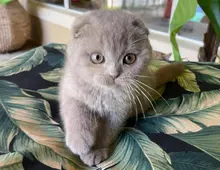 Scottish Fold-Kätzchen