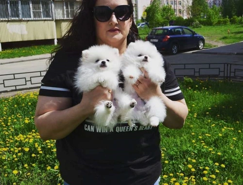 Erhältlich Pomeranian BOO Zwergspitz welpen mit Papieren.