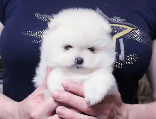 MINI ZWERGSPITZ POMERANIAN WELPEN ZUM VERSCHENKEN.,,