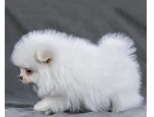 MINI Zwergspitz Pomeranian Welpen mit papieren zxvzxc