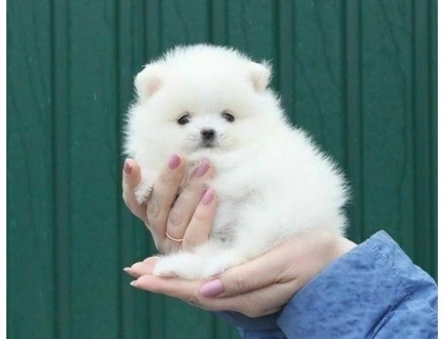 MINI ZWERGSPITZ POMERANIAN BOO WELPEN ZUM VERSCHENKEN. cxczxc