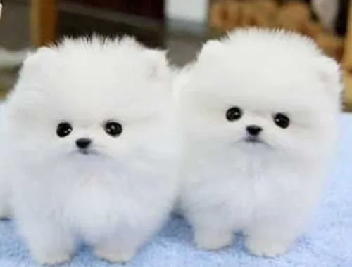 Erhältlich MINI POMERANIAN ZWERGSPITZ BOO WELPEN