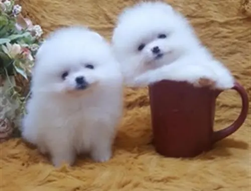 Erhältlich Mini Zwergspitz Pomeranian BOO welpen mit Papieren,,,