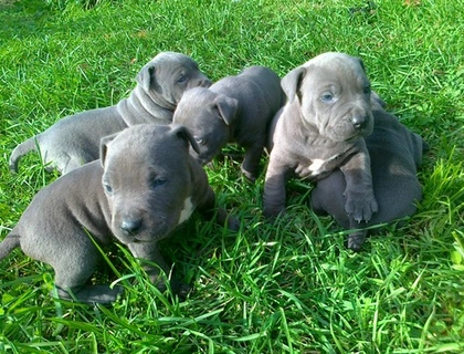 Blueline welpen American Pitbull Terrier ., xvzx