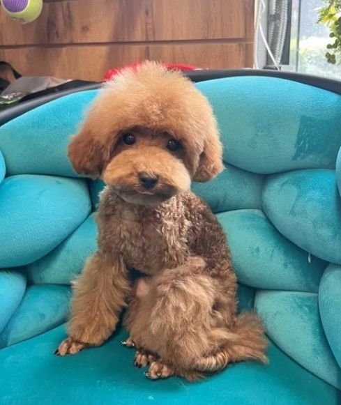 Pudel teddy ticap 20 cm, 10 Monate, Dokumente, Chip