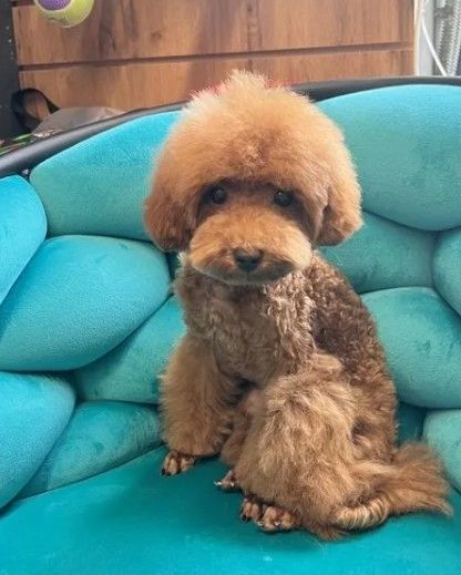 Pudel teddy ticap 20 cm, 10 Monate, Dokumente, Chip