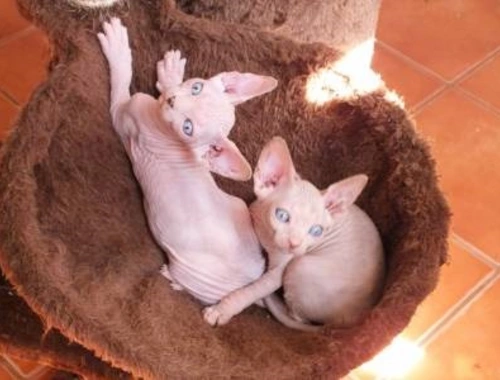 Sphynx Katzen mit Stammbaum ,.. bvxbc