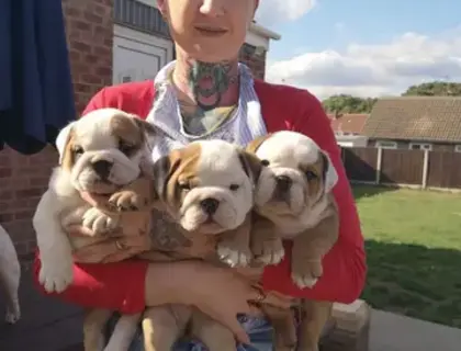 Englische English Bulldogge Welpen mit Ahnentafel vom Züchter ,,