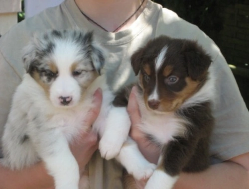 Australian Shepherd Welpen ..