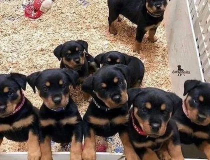 Rassehunde Rottweiler .