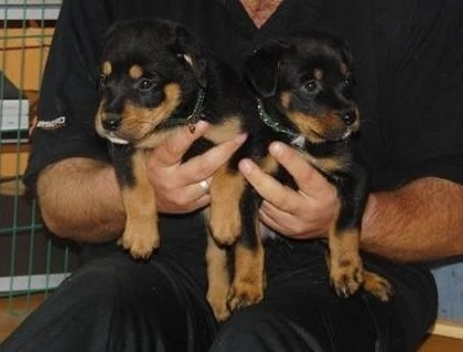 Rottweiler Welpen ,,