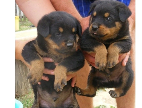 Rottweilerwelpen bildschön abzugeben ..