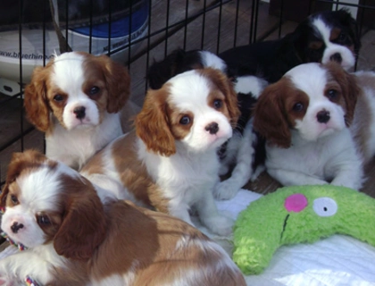 Cavalier King Charles Spaniel welpen suchen neues Zuhause ,,