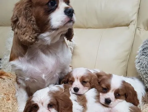 Cavalier King Charles Spaniel .