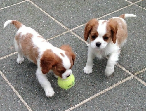 Cavalier King Charles Welpen wurden auf Gesundheit getestet,,