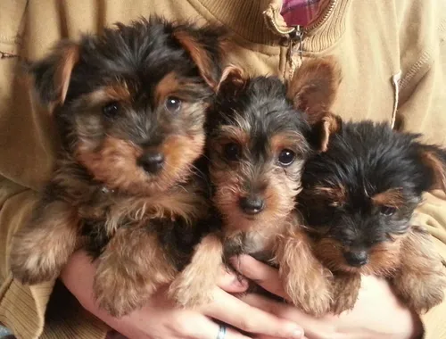 Mini Yorkshire Terrier vcvn