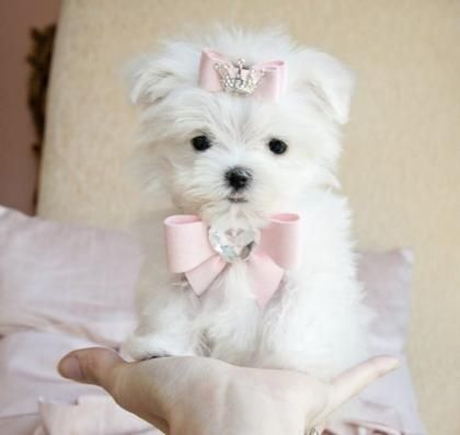 Super Erhältlich MINI Malteser Babys Welpen