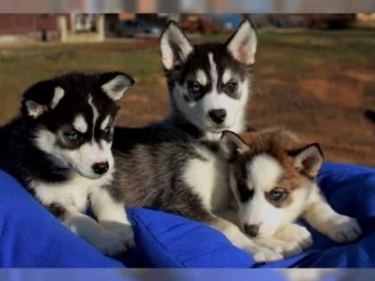 Qualität Siberian Husky Welpen mit VDH/DCNH/FCI-Papieren