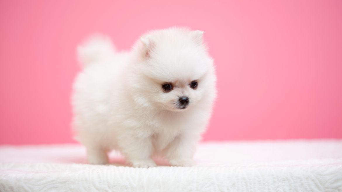 Reinrassige Pomeranian Zwergspitz Boo Welpen