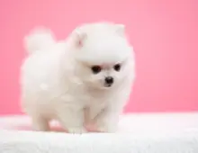 Reinrassige Pomeranian Zwergspitz Boo Welpen