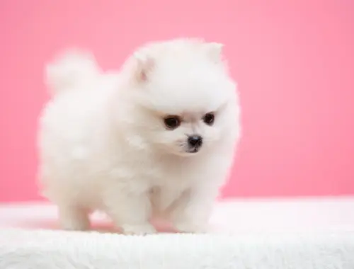 Reinrassige Pomeranian Zwergspitz Boo Welpen