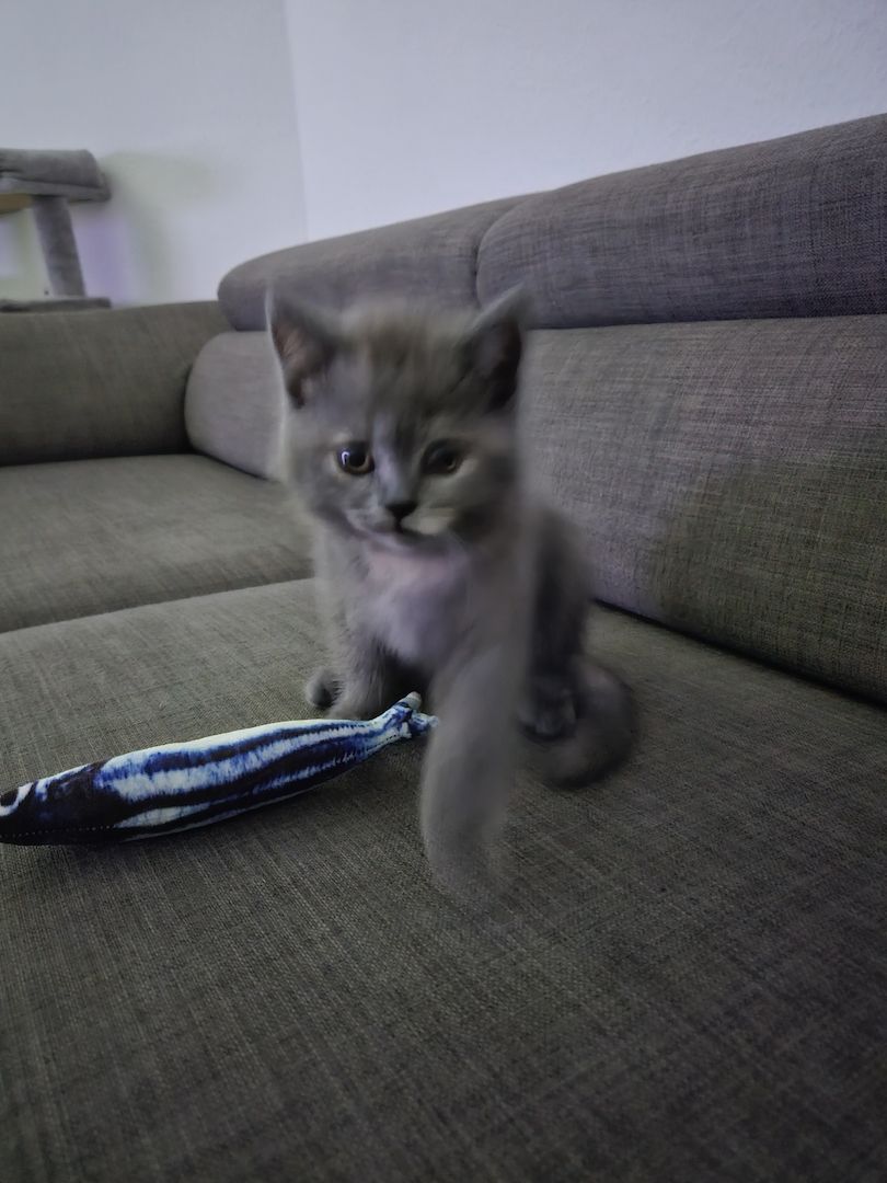 Süsse BKH Kätzchen Süsse BKH Kätzchen