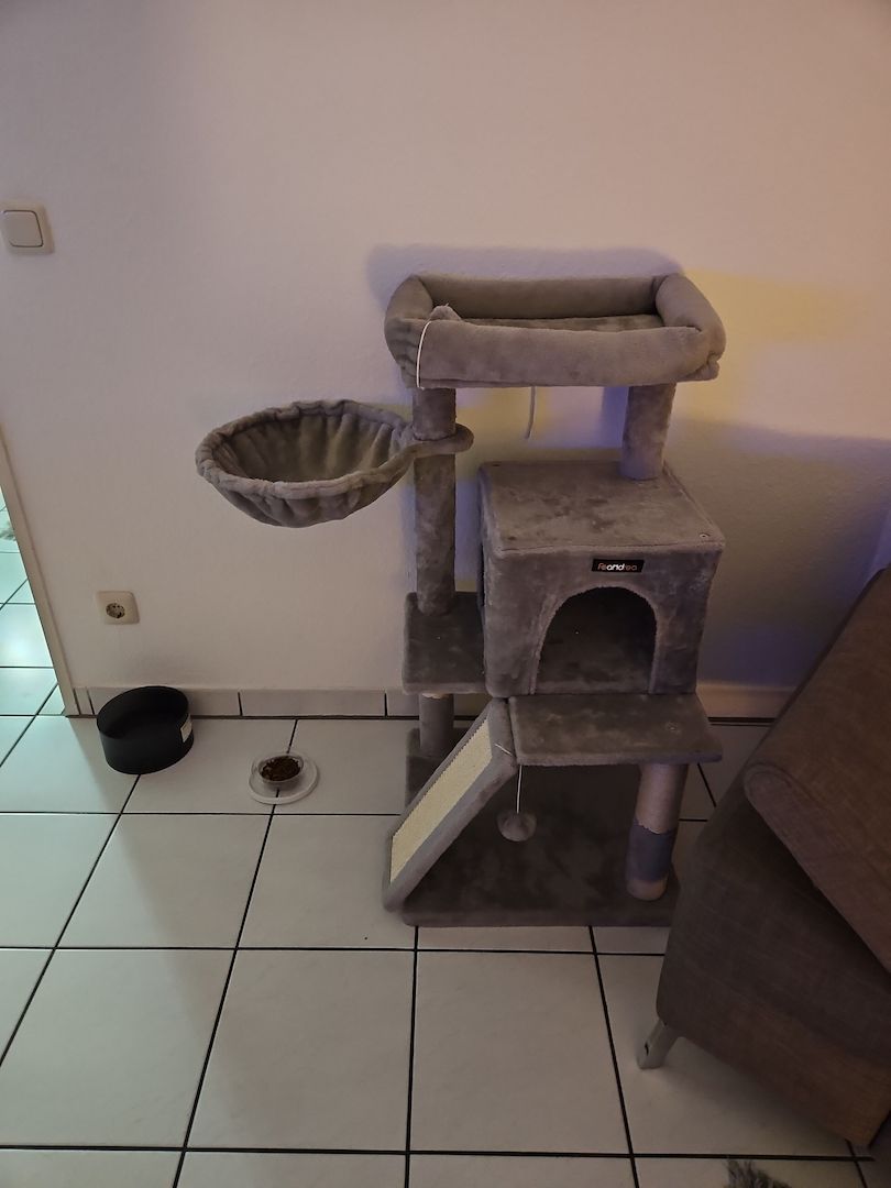 Süsse BKH Kätzchen Süsse BKH Kätzchen