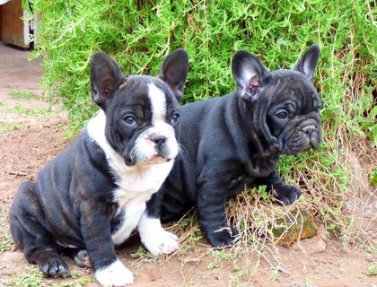 Qualität Französische Bulldogge Welpen,,