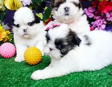 Wunderschöne Shih Tzu Welpen