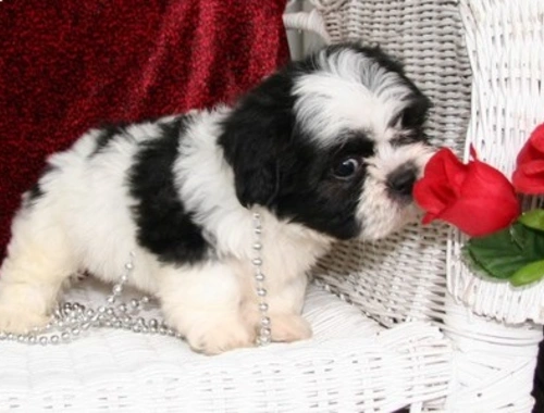 Wunderschöne Shih Tzu Welpen ,.