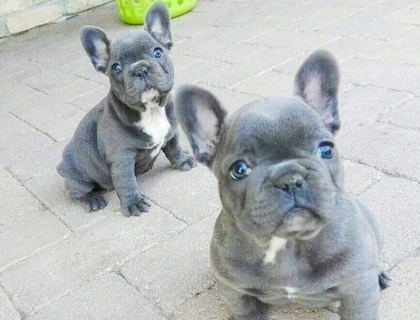 Französische Bulldogge ,