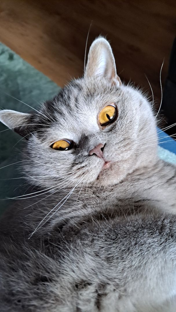 BKH Kater kastriert, gesund ein Traum BKH Kater kastriert, gesund ein Traum