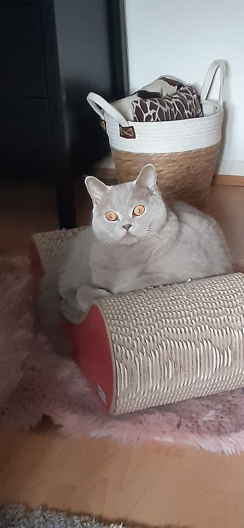 BKH Kater kastriert, gesund ein Traum BKH Kater kastriert, gesund ein Traum