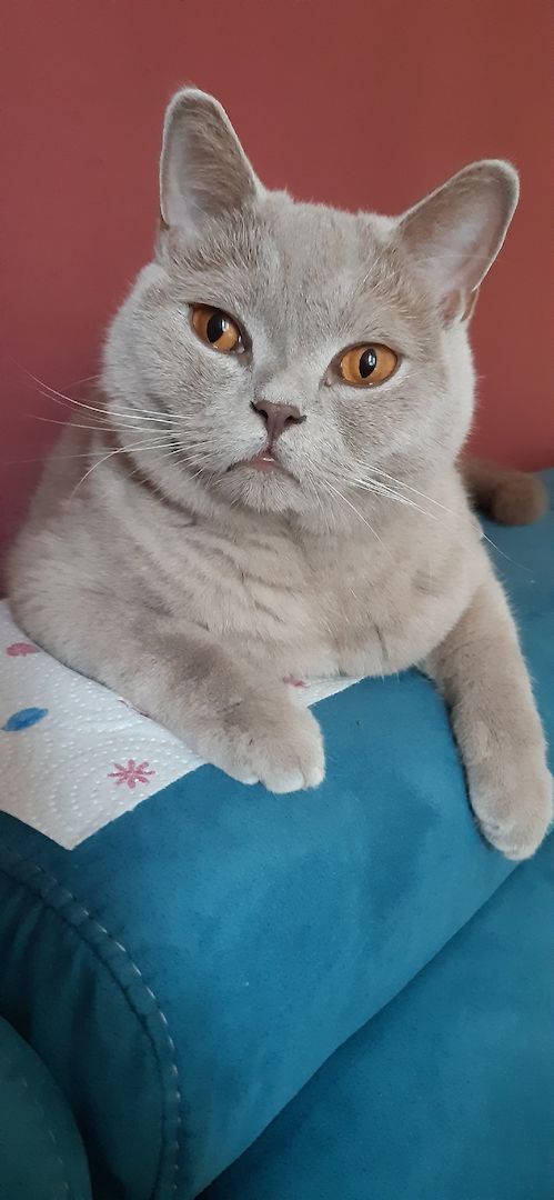 BKH Kater kastriert, gesund ein Traum BKH Kater kastriert, gesund ein Traum