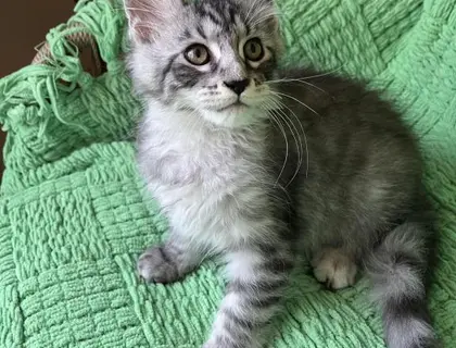 Maine Coon Kätzchen