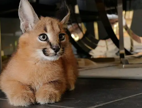 Savannah-Katzen Serval und Caracal