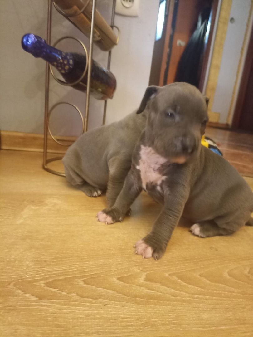 Süße Pitbull-Welpen