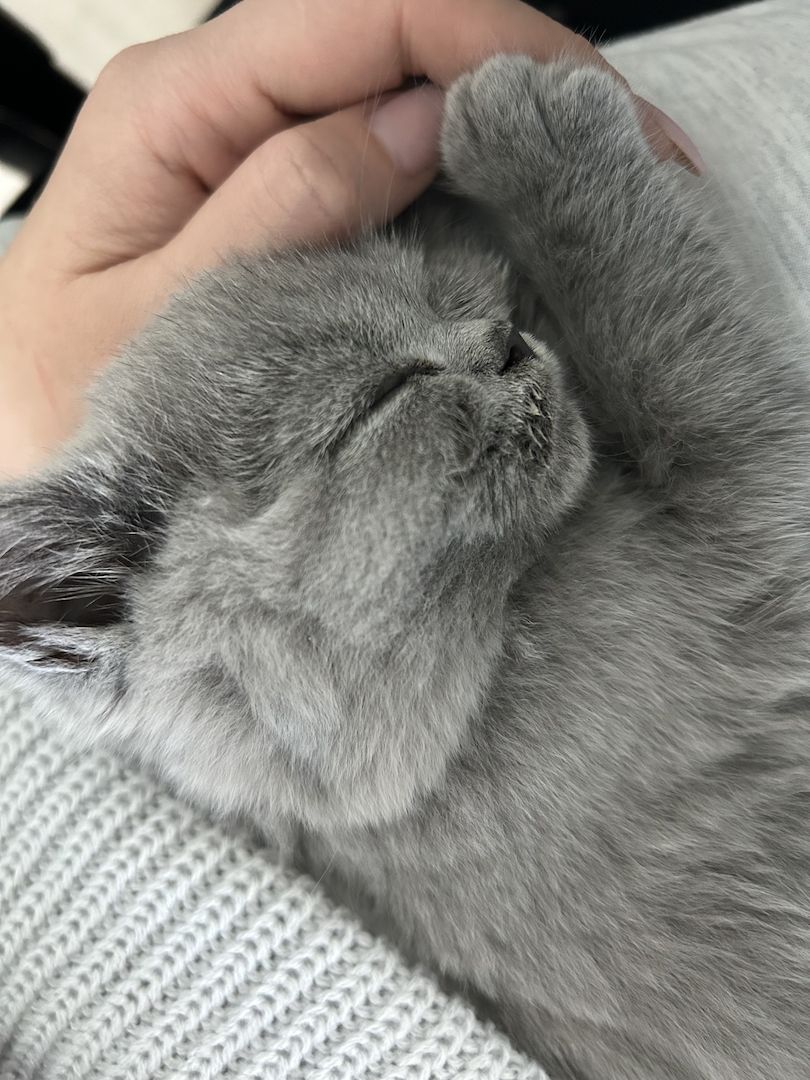 Bkh blue kitten abgabebereit