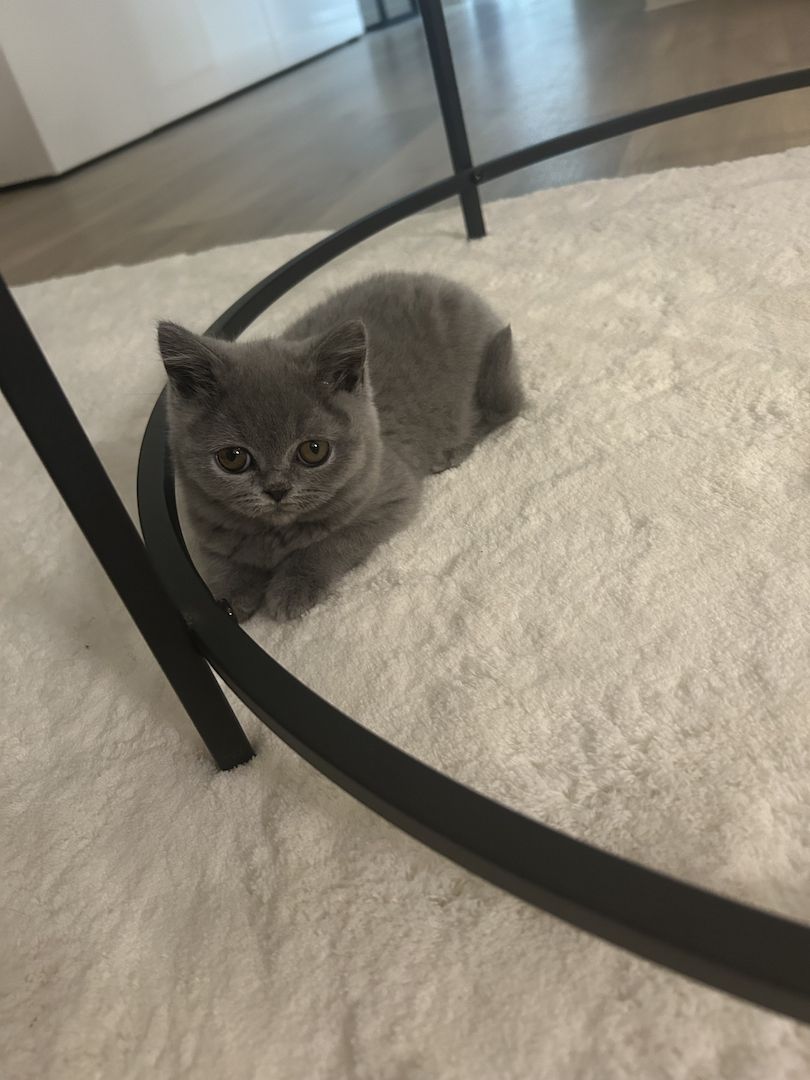 Bkh blue kitten abgabebereit