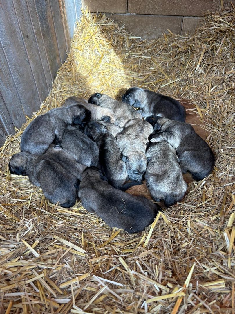 Kangal /Kaukasen Welpen Kangal /Kaukasen Welpen