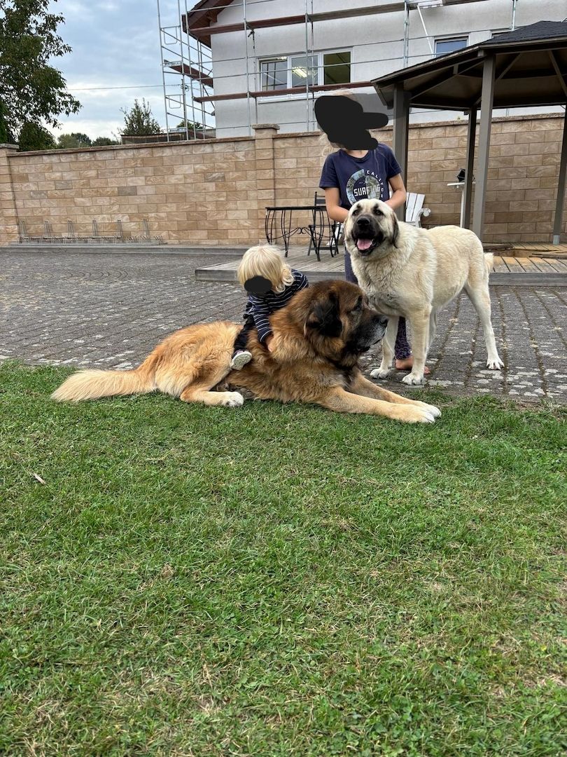 Kangal /Kaukasen Welpen Kangal /Kaukasen Welpen