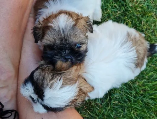 süße Shih-Tzu Welpen suchen ein neues Zuhause