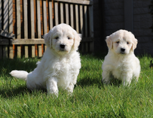 süßer Golden Retriever