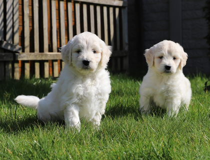 süßer Golden Retriever